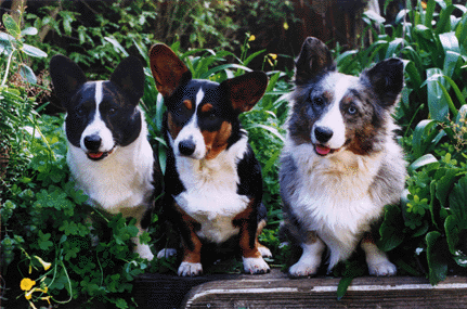 Three Corgis