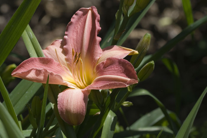 day-lily
