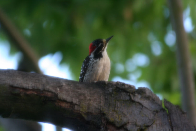woodpecker