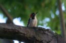 woodpecker